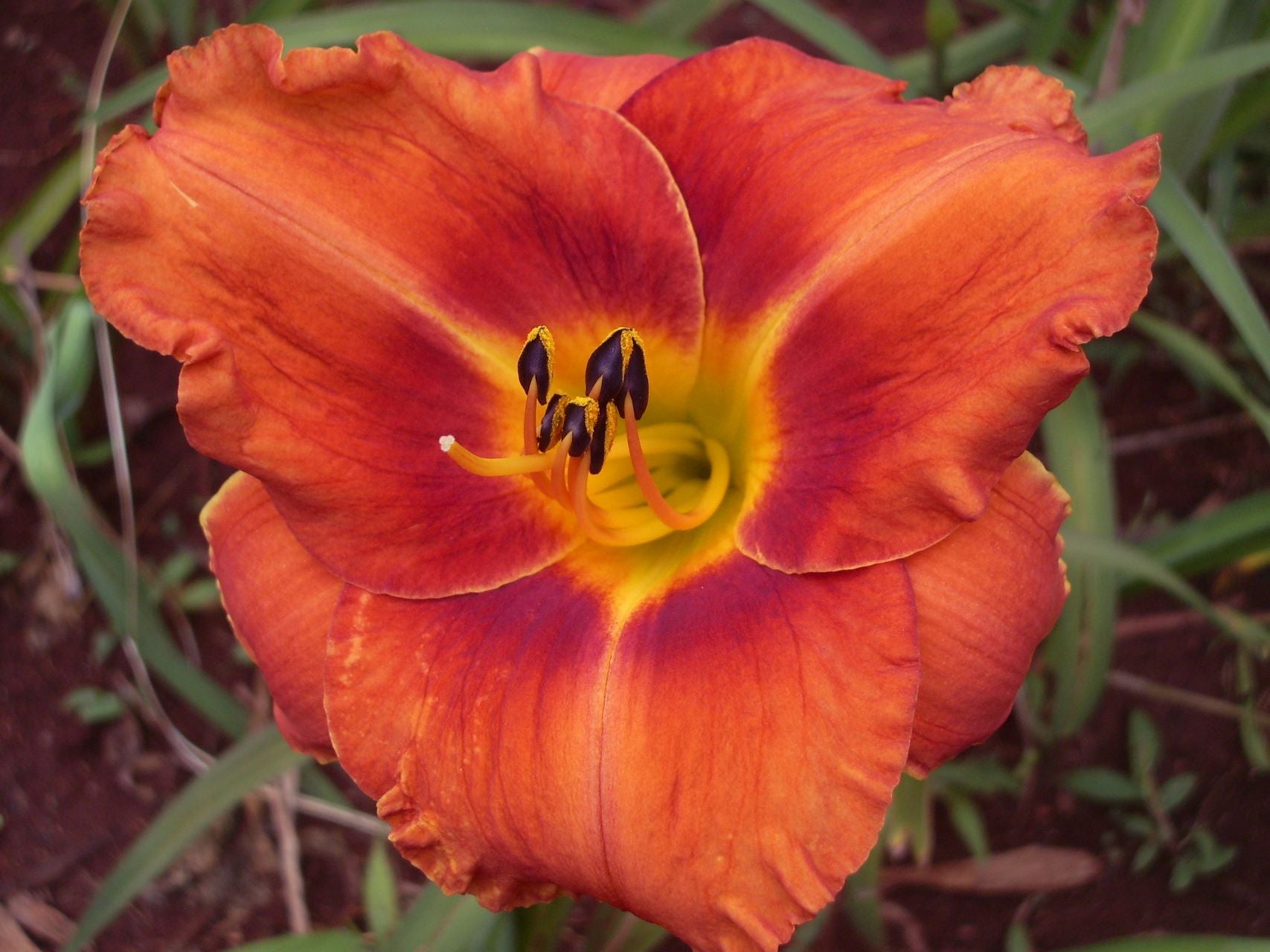 Maleny Sizzler Daylily