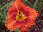 Maleny Sizzler | Daylily