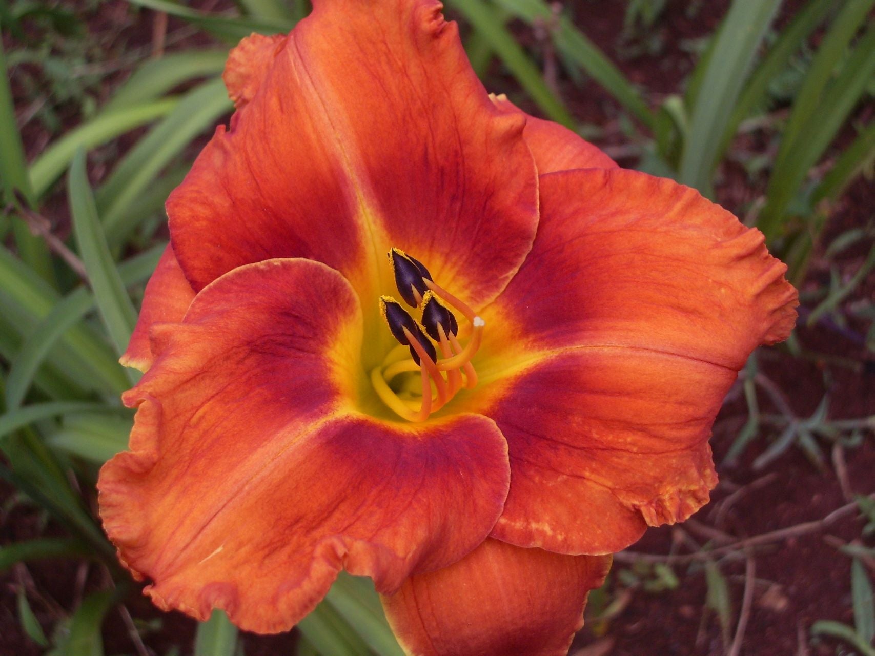 Maleny Sizzler Daylily
