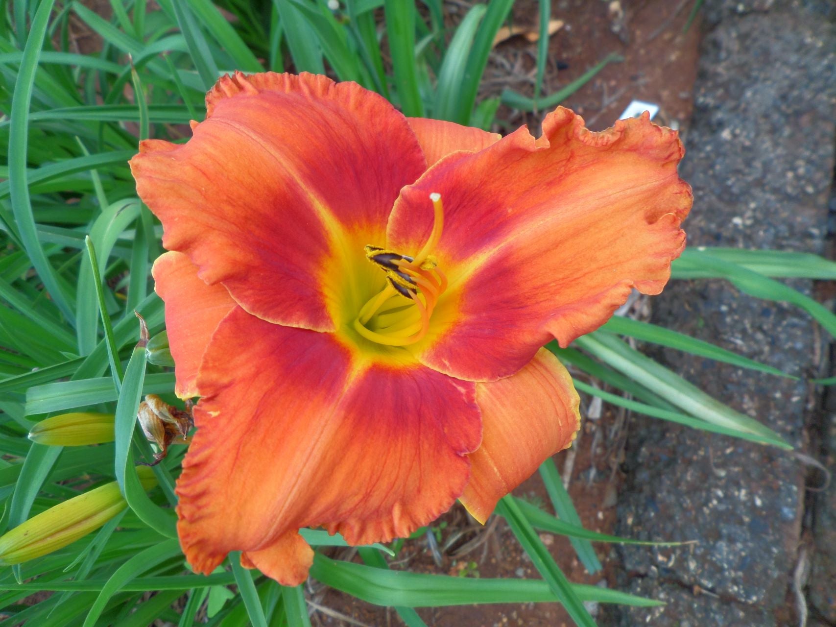 Maleny Sizzler Daylily