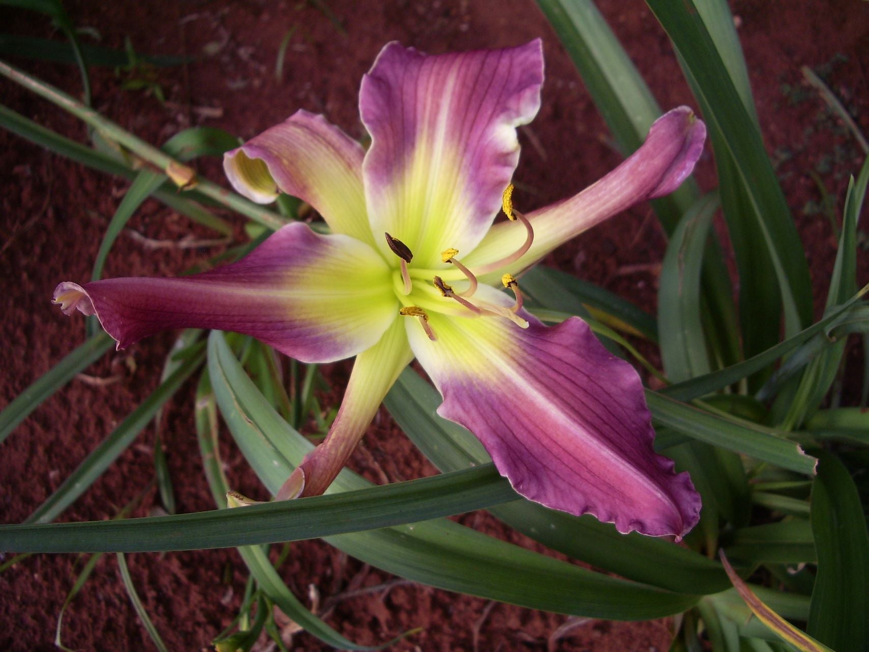 On The Web Daylily