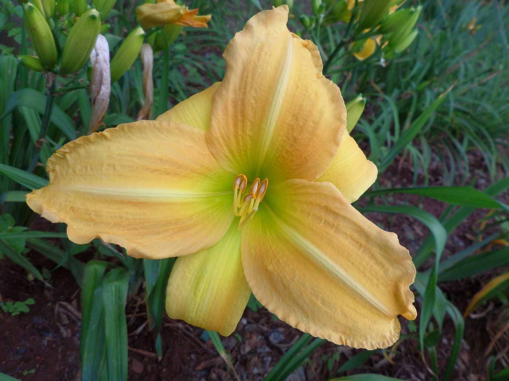 My Rosary | Daylily