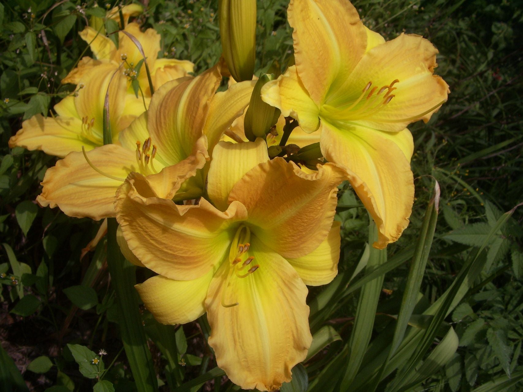 My Rosary | Daylily