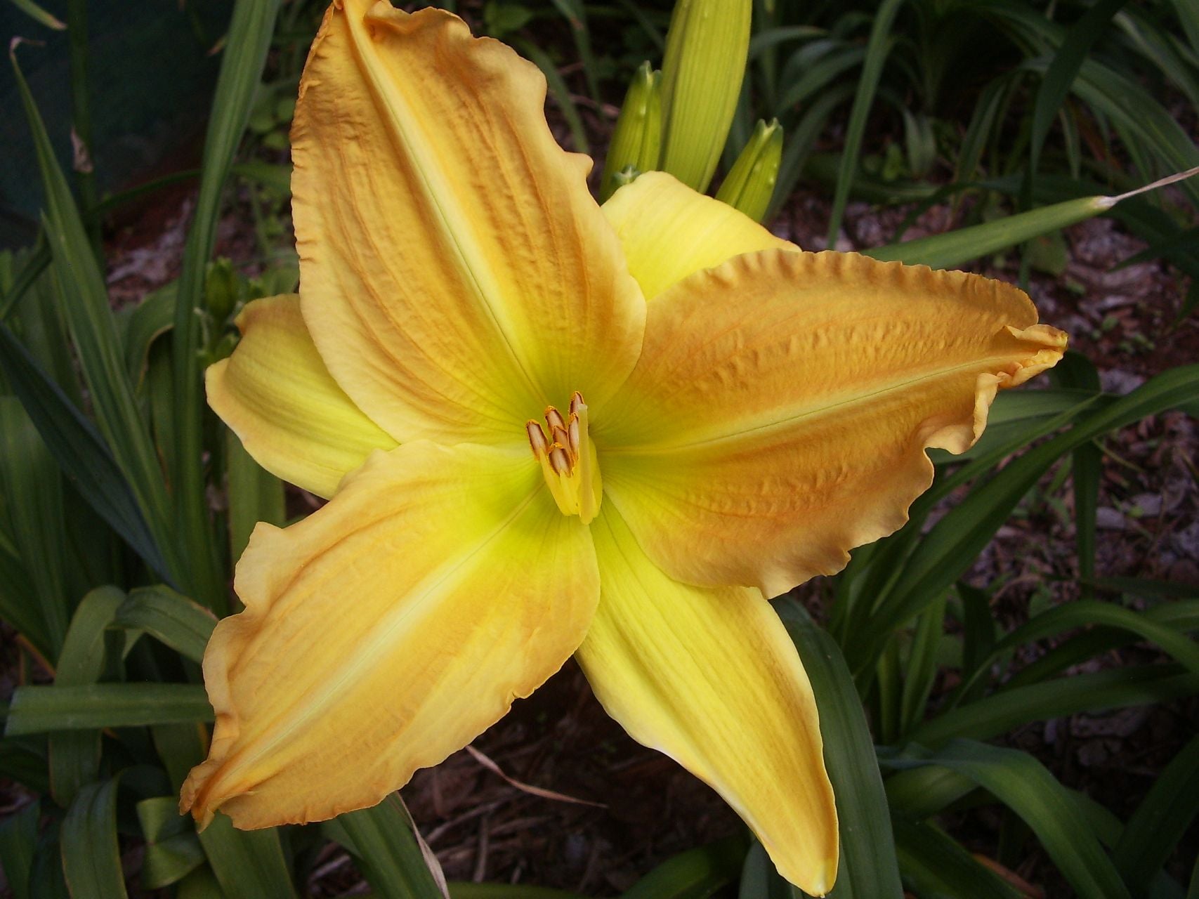 My Rosary | Daylily