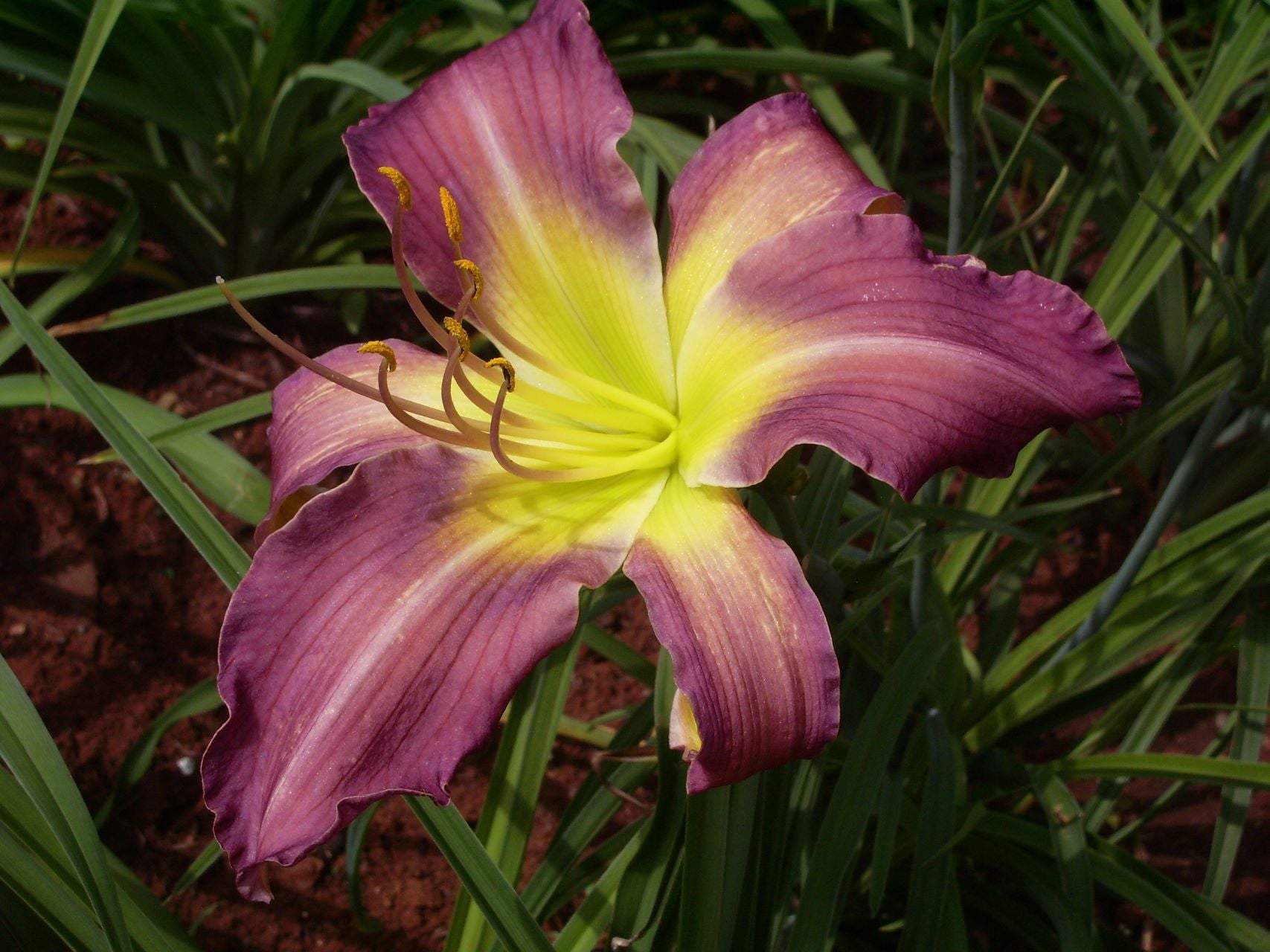 On The Web Daylily