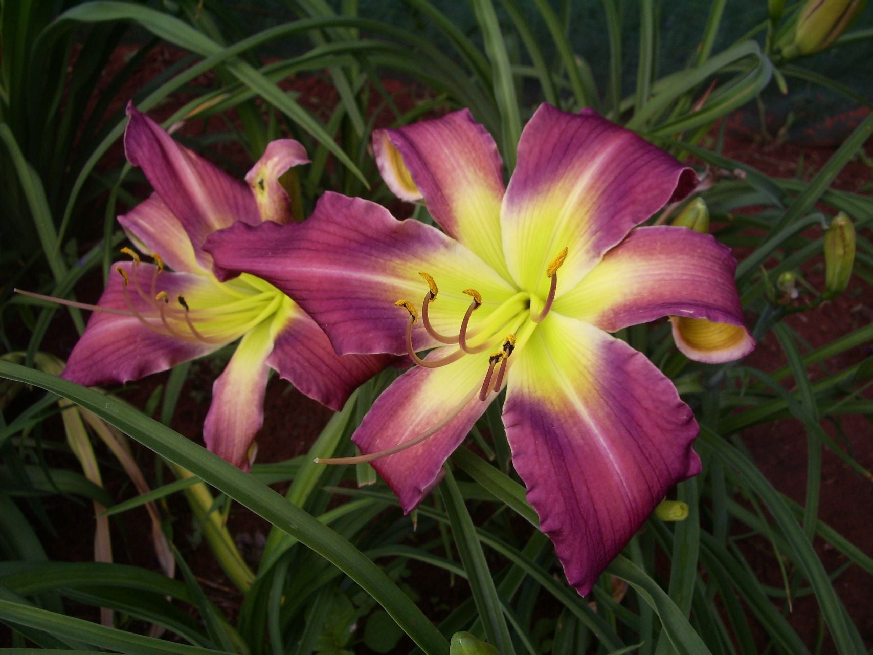 On The Web Daylily