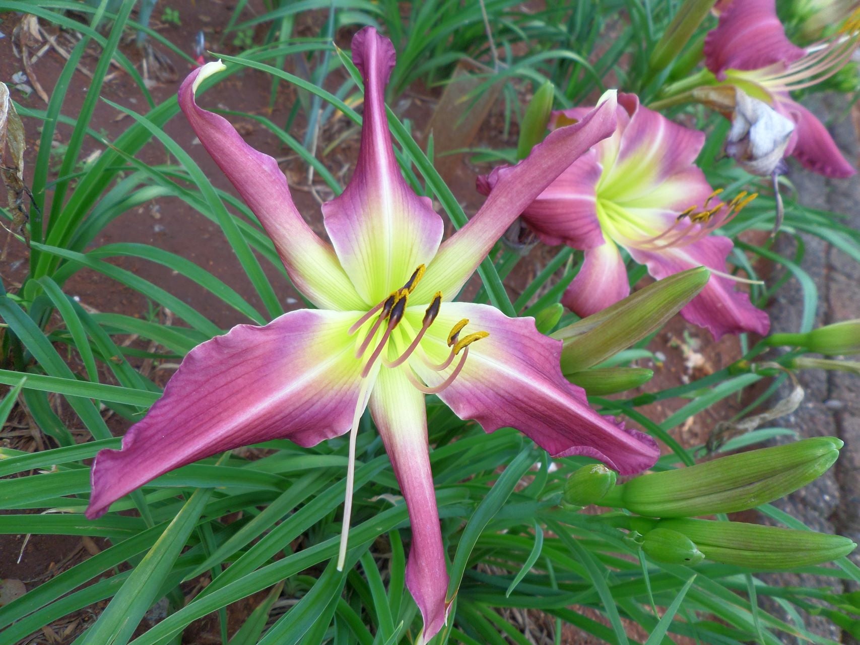 On The Web | Daylily