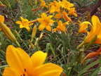Orange Prelude | Daylily
