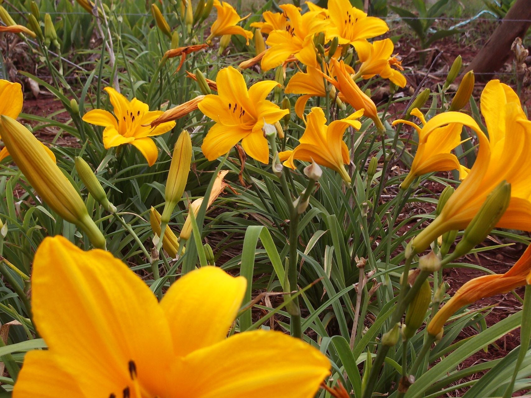 Orange Prelude Daylily
