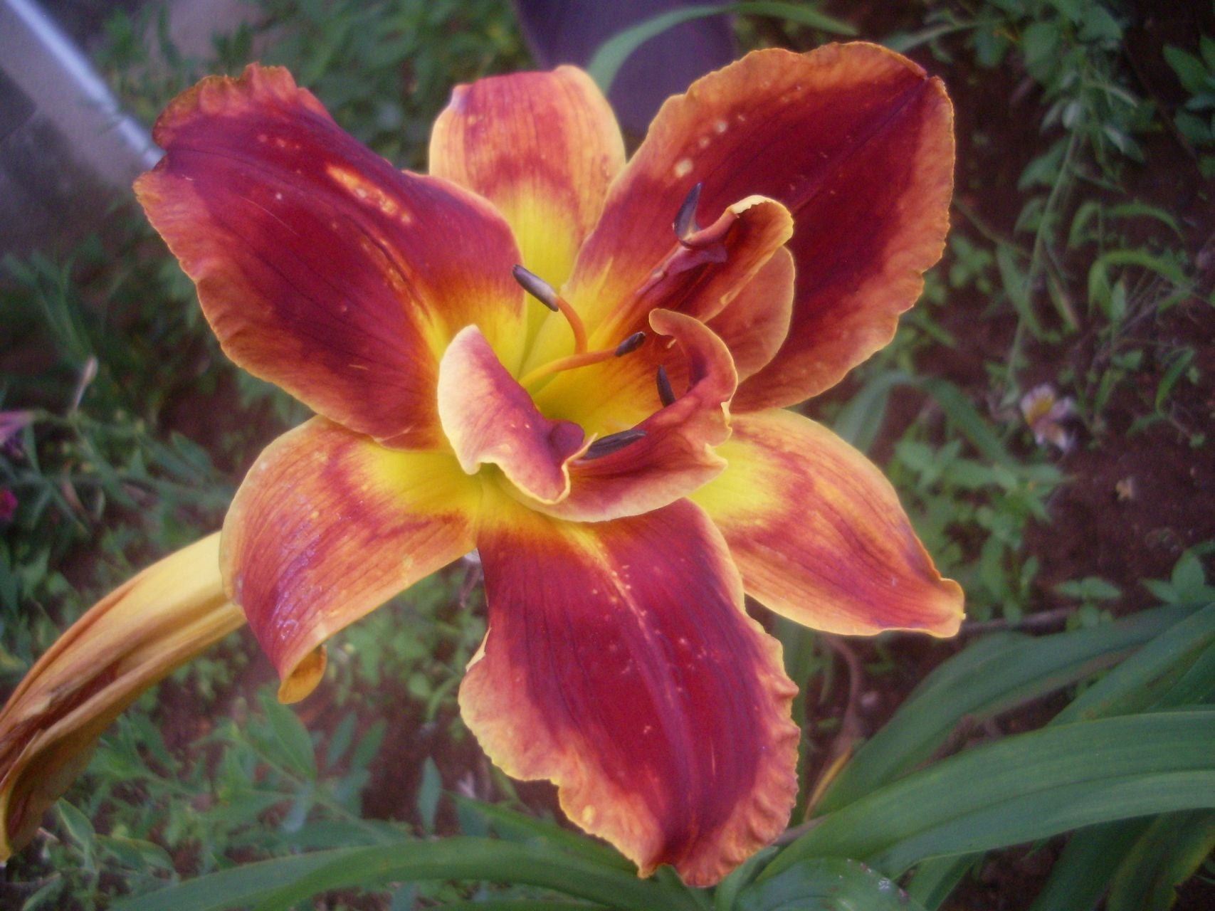 Passion's Promise Daylily