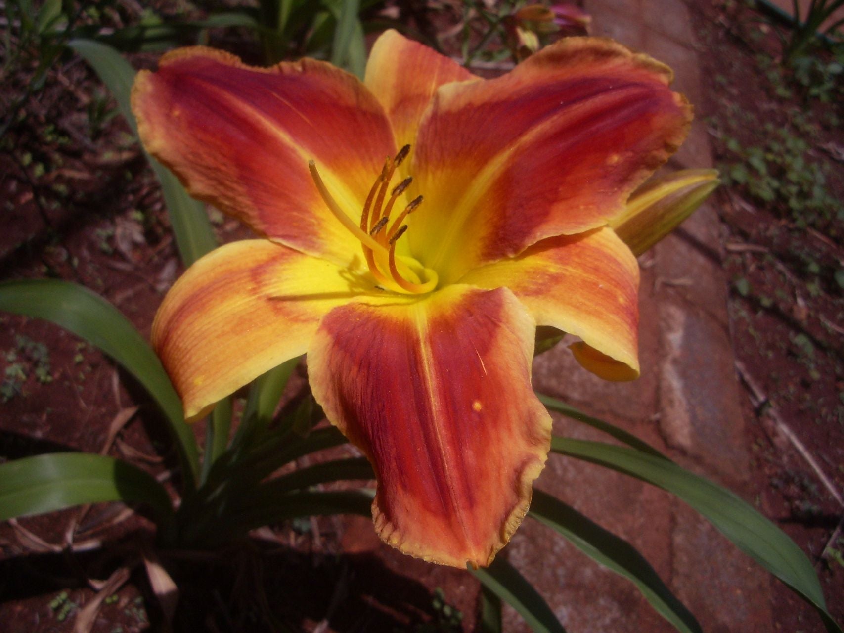 Passion's Promise Daylily