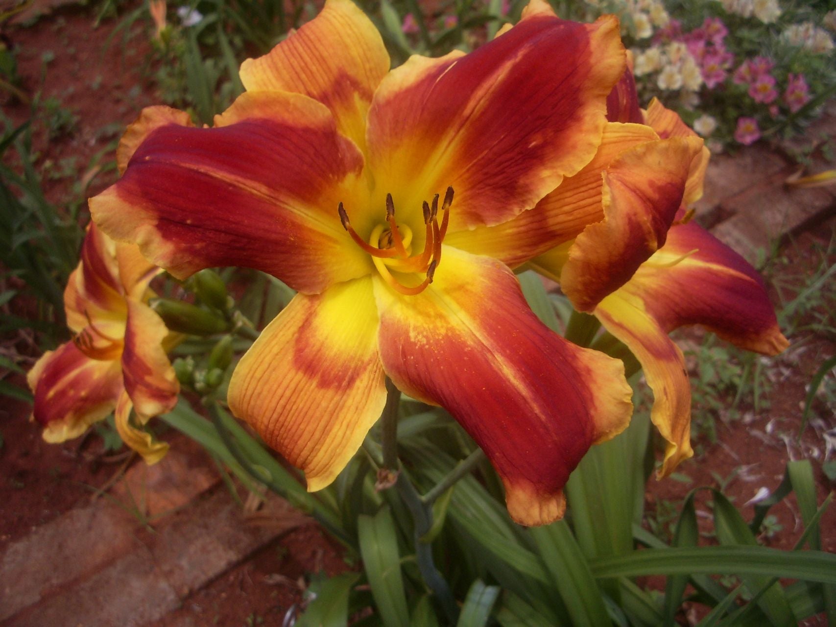 Passion's Promise Daylily