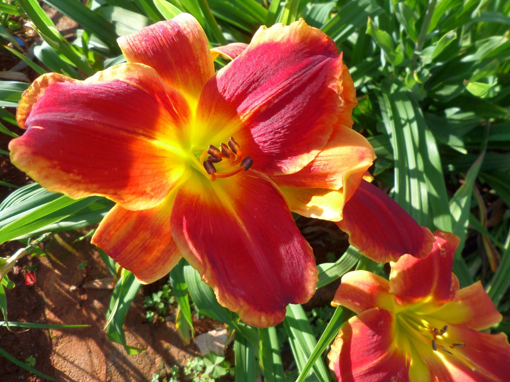 Passion's Promise Daylily