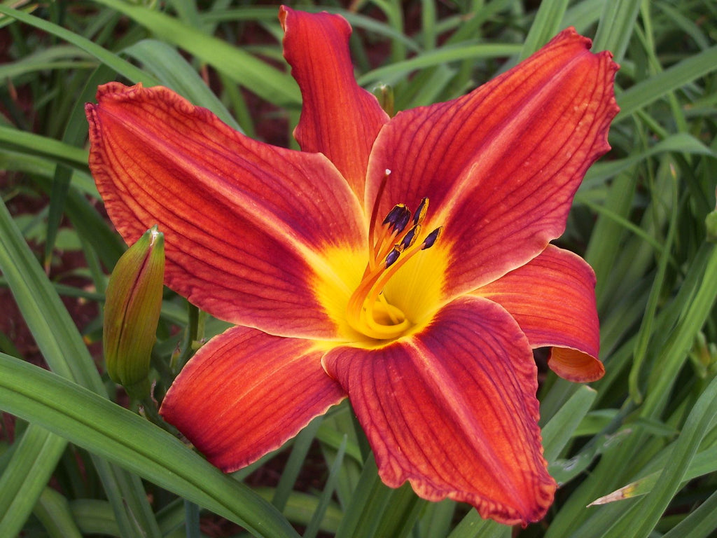Plantation Embers | Daylily