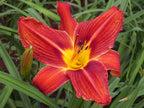 Plantation Embers | Daylily