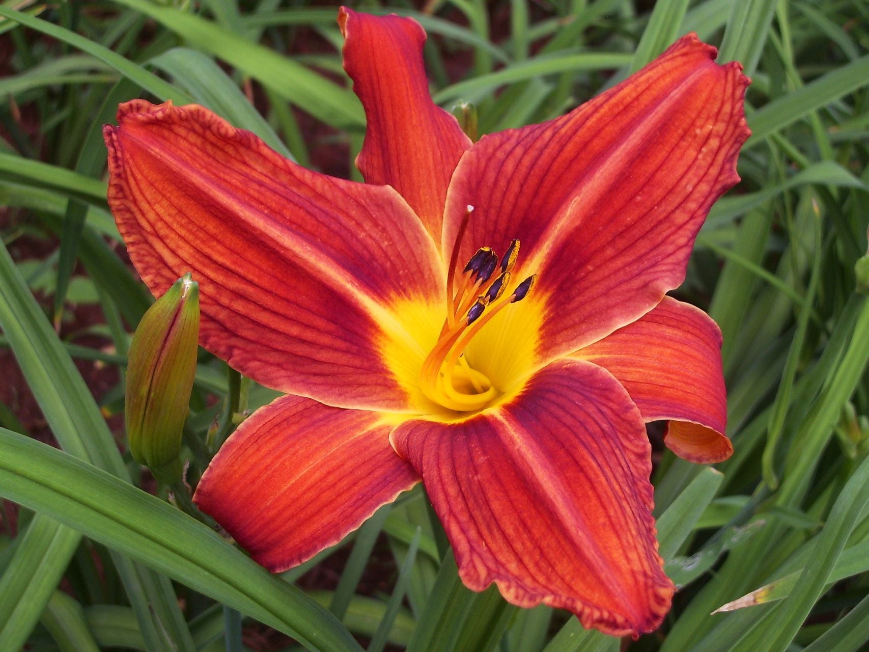 Plantation Embers Daylily
