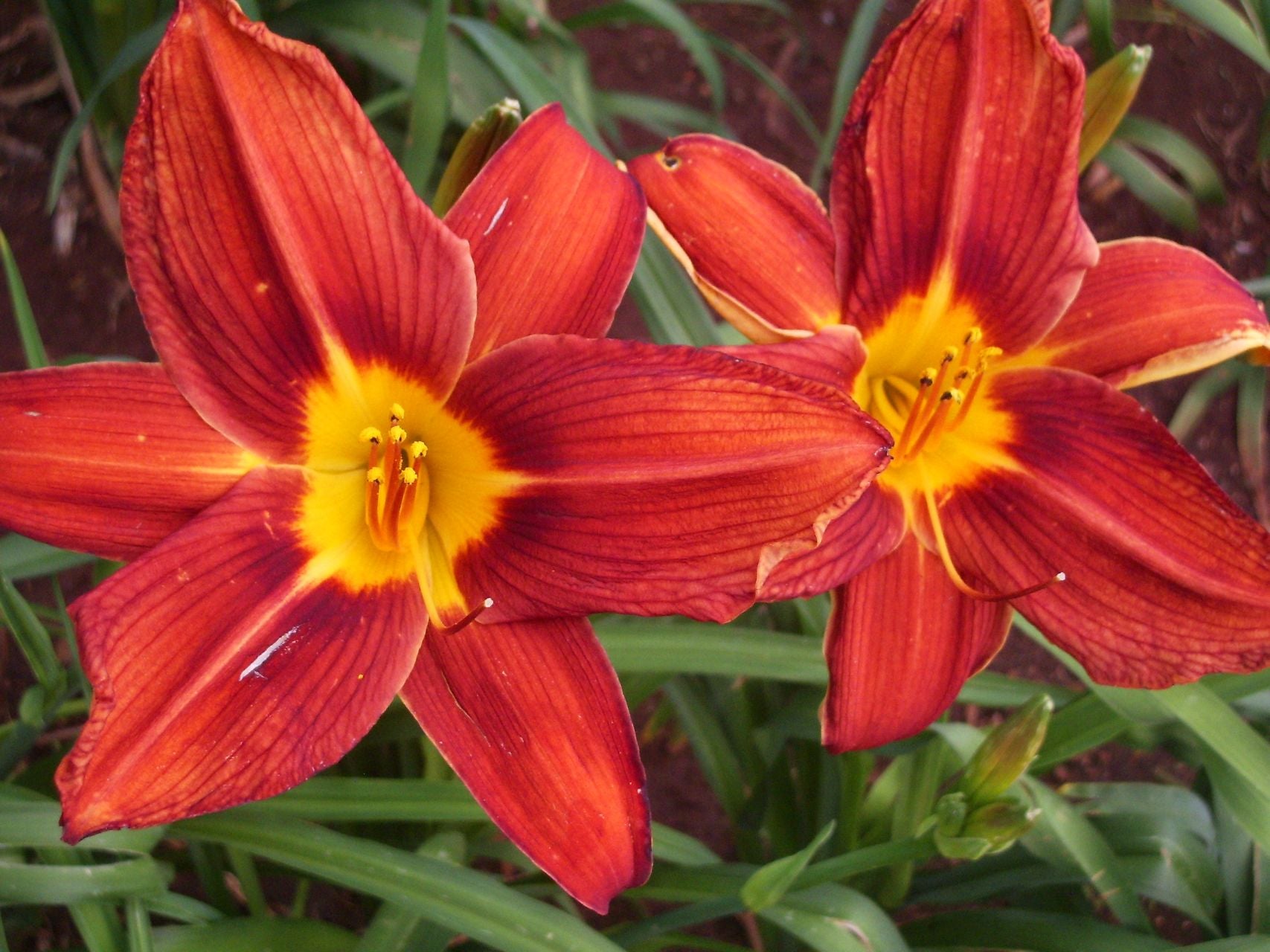 Plantation Embers Daylily