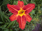 Plantation Embers | Daylily