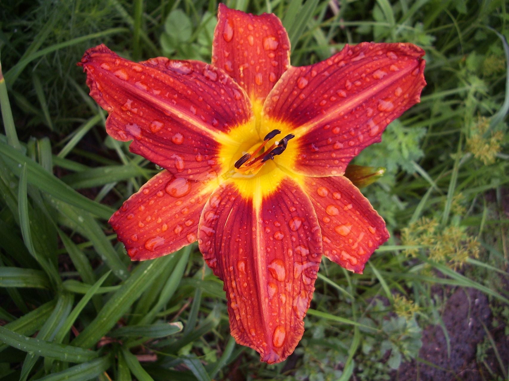 Plantation Embers Daylily
