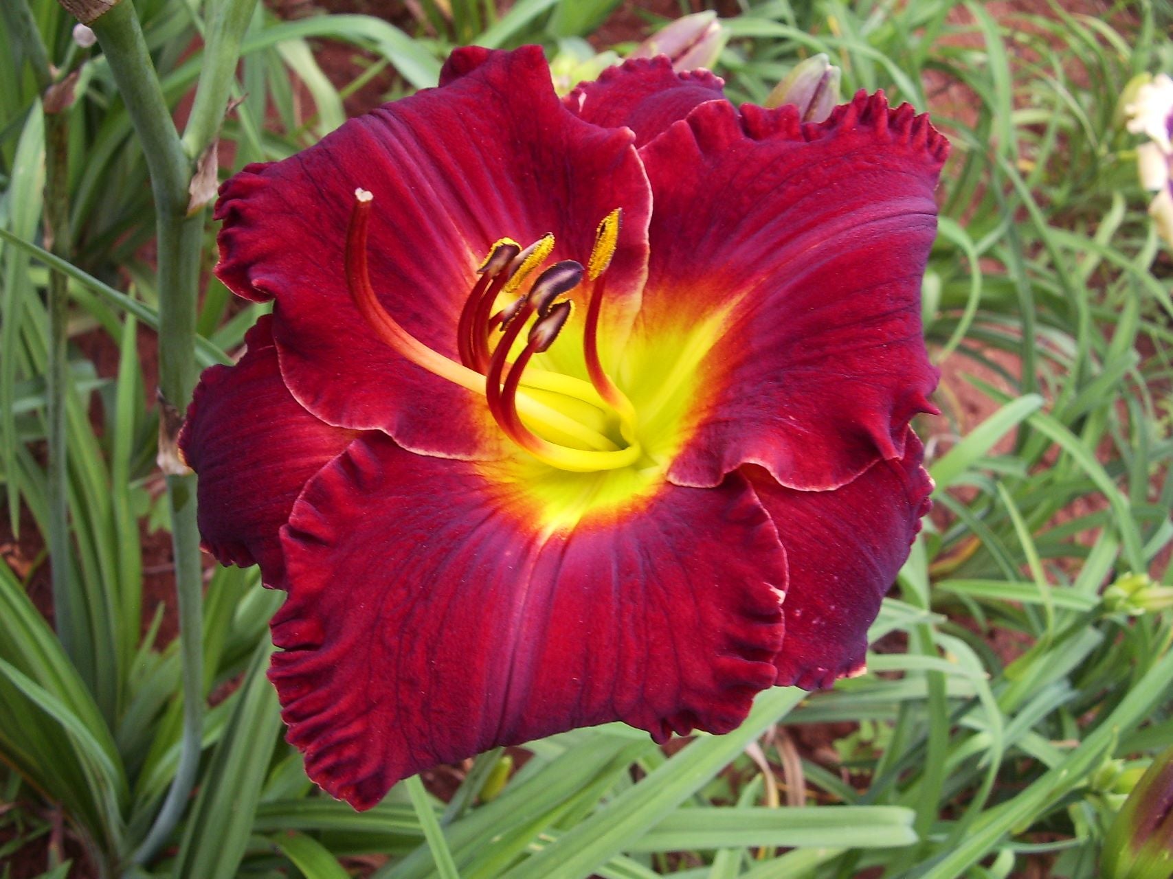 Seminole Ruby Daylily