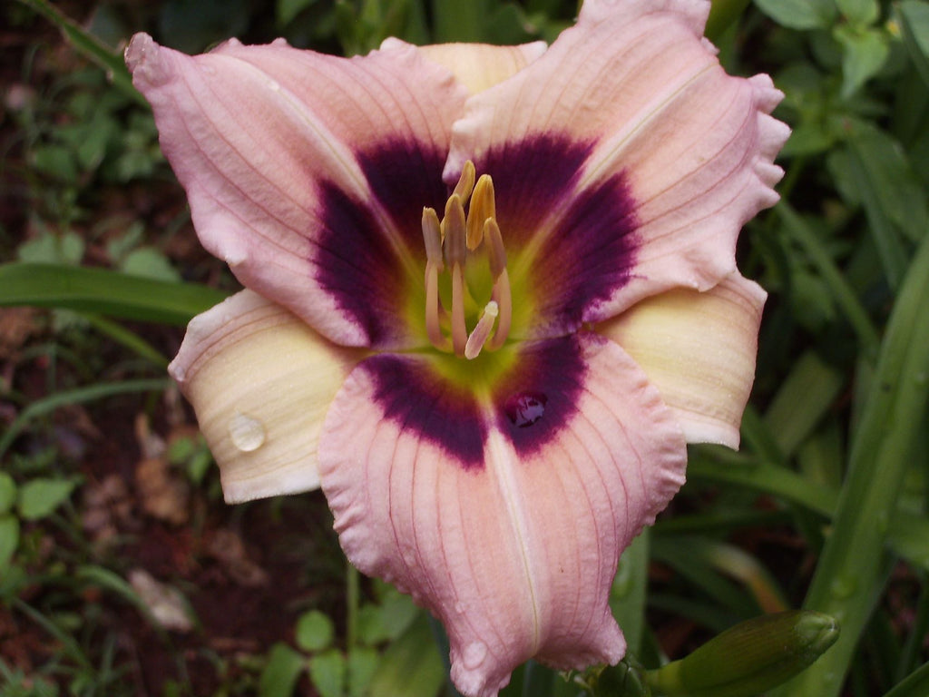 Siloam Bo-Peep | Daylily