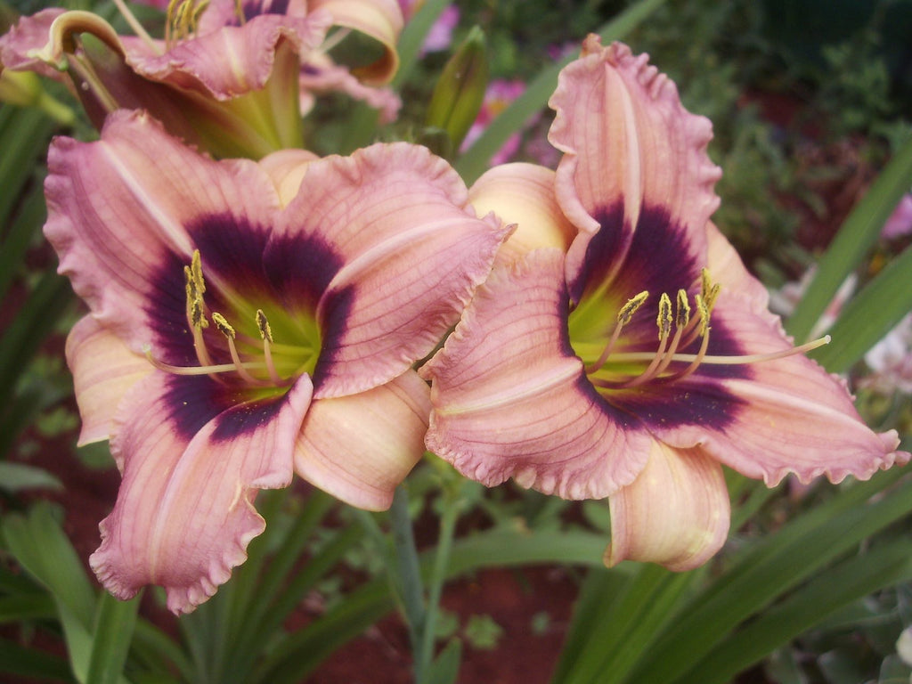 Siloam Bo-Peep | Daylily