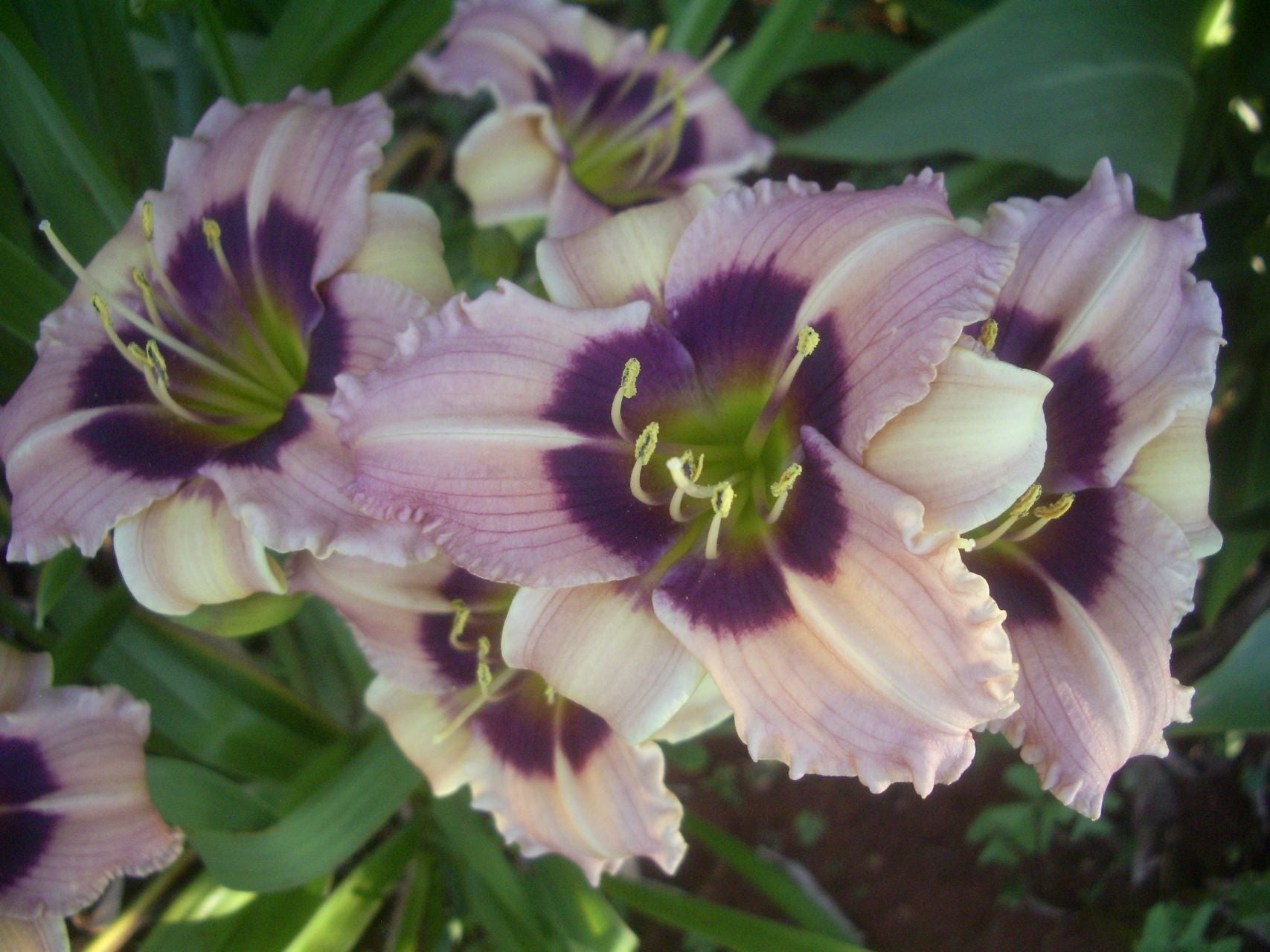 Siloam Bo-Peep | Daylily