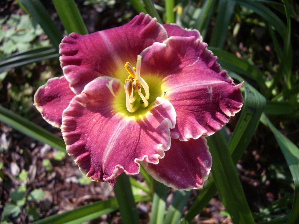 Spacecoast Surprise Purple | Daylily