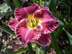 Spacecoast Surprise Purple | Daylily