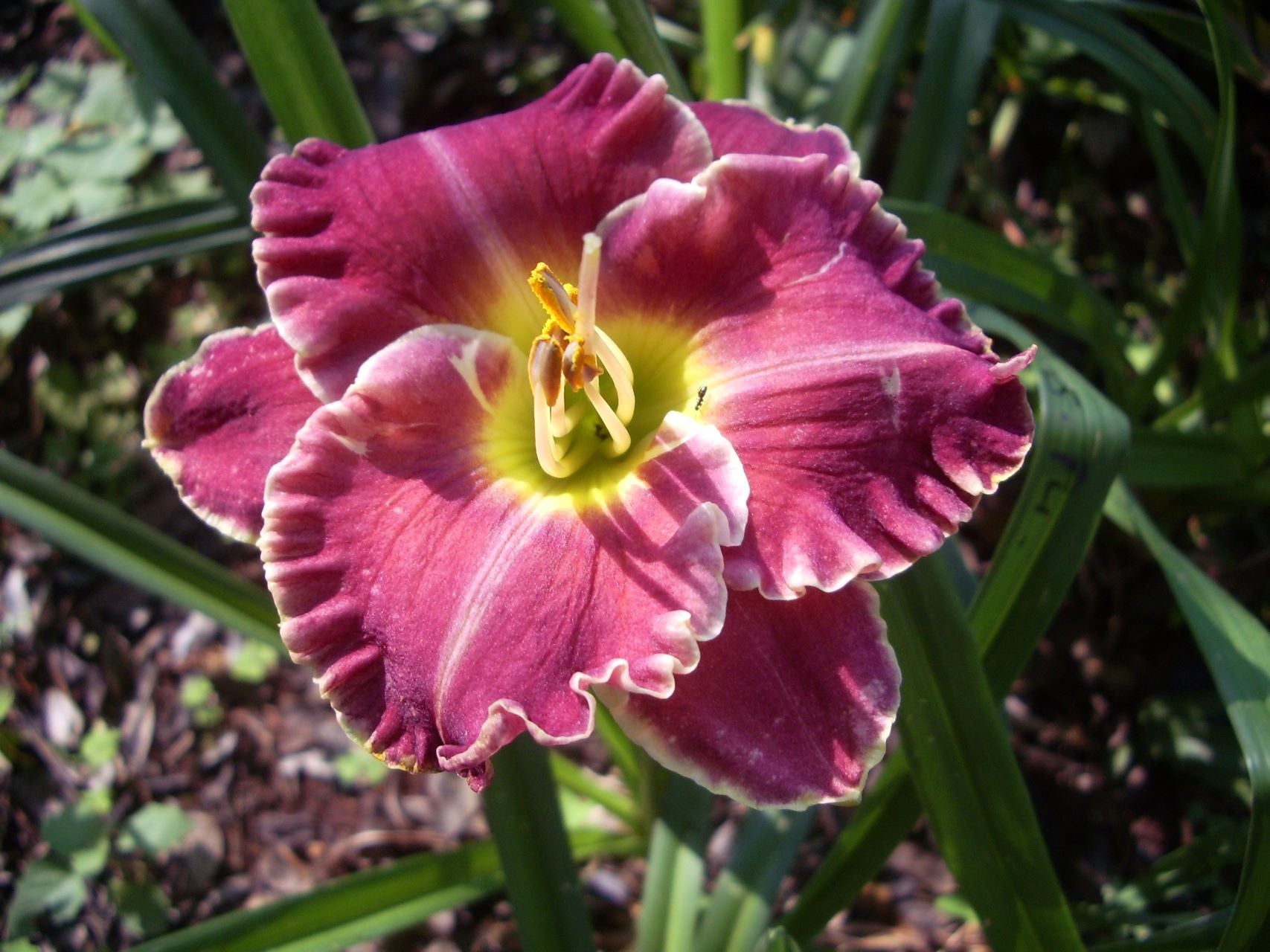 Spacecoast Surprise Purple Daylily