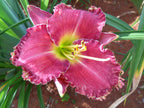 Spacecoast Surprise Purple | Daylily