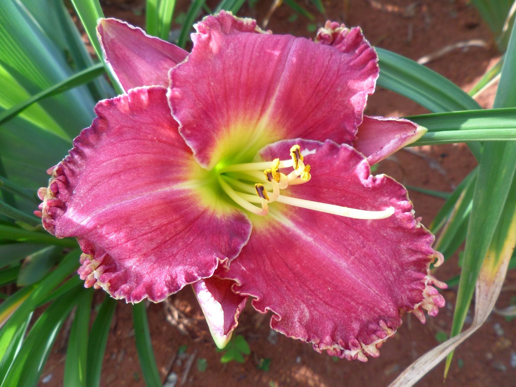 Spacecoast Surprise Purple Daylily