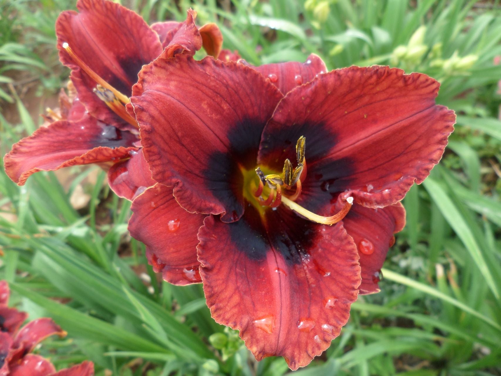 Velvet Eyes Daylily