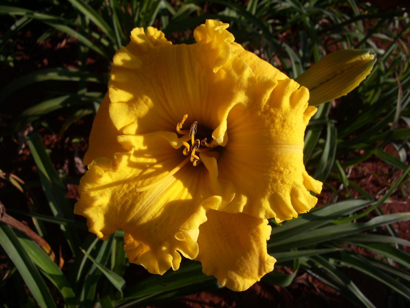Villa Del Sol Daylily