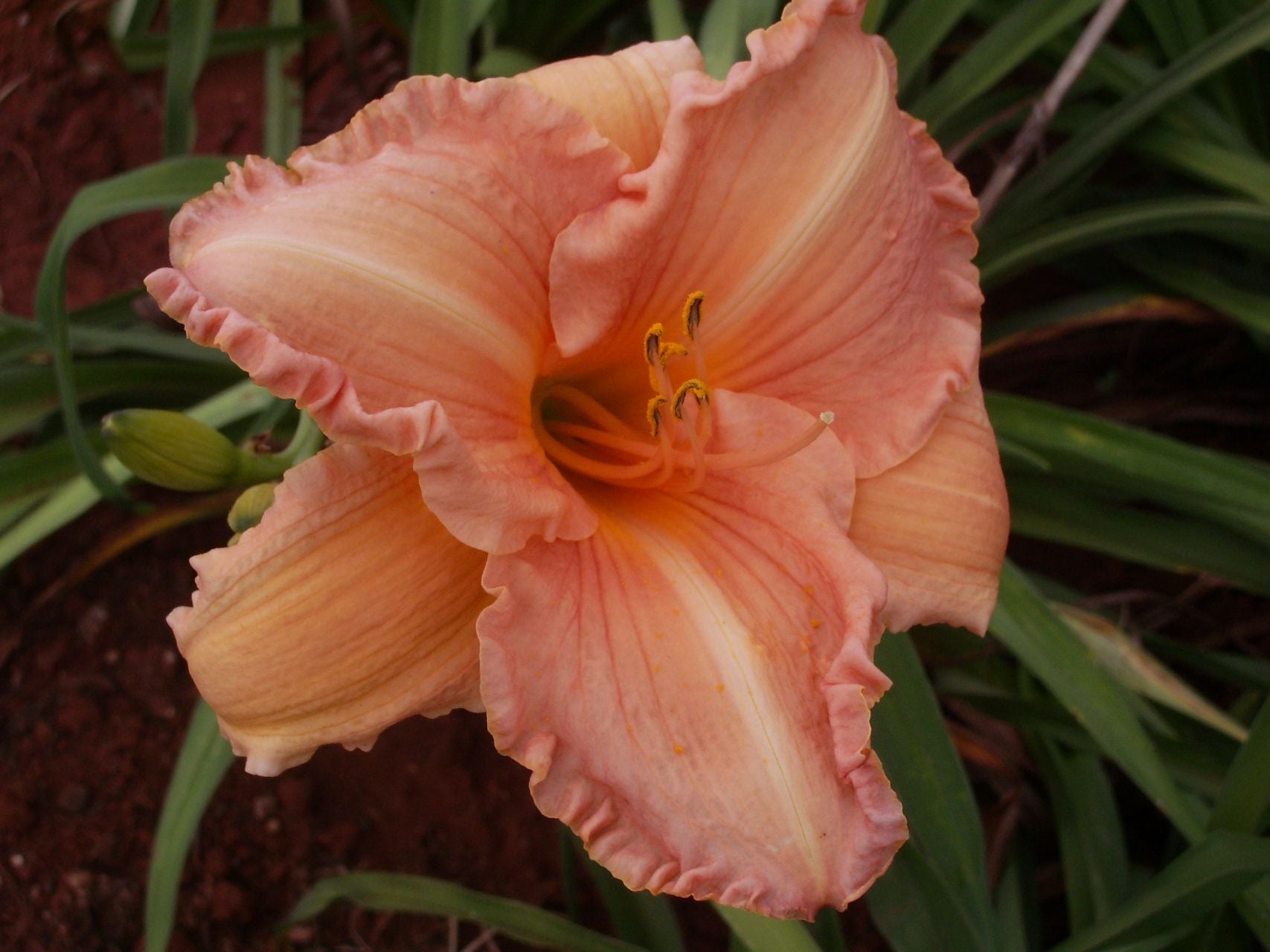 Whizzbang* Daylily