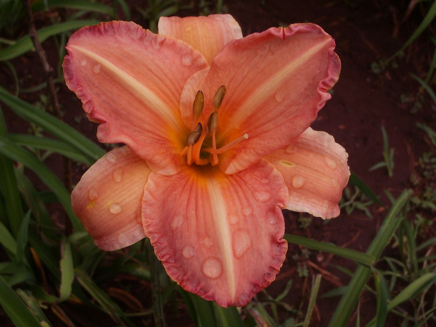 Whizzbang* Daylily