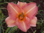 Whizzbang | Daylily