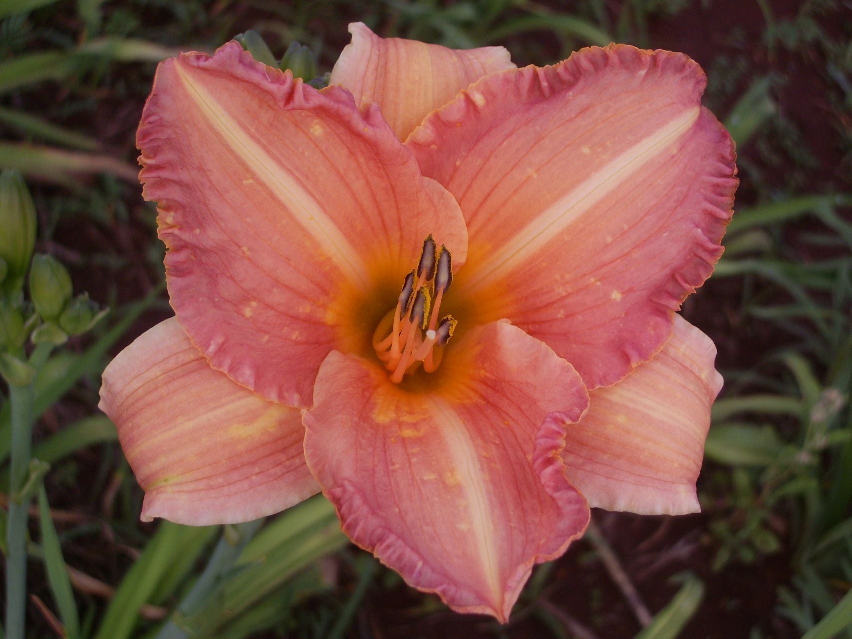 Whizzbang* Daylily
