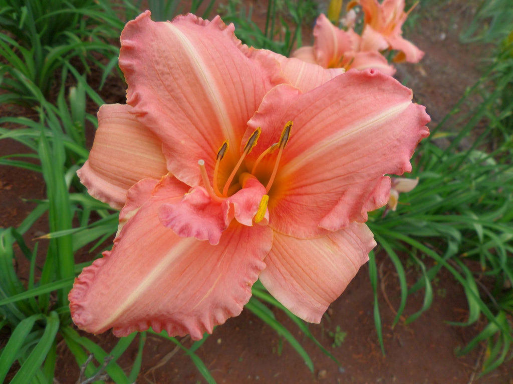 Whizzbang | Daylily
