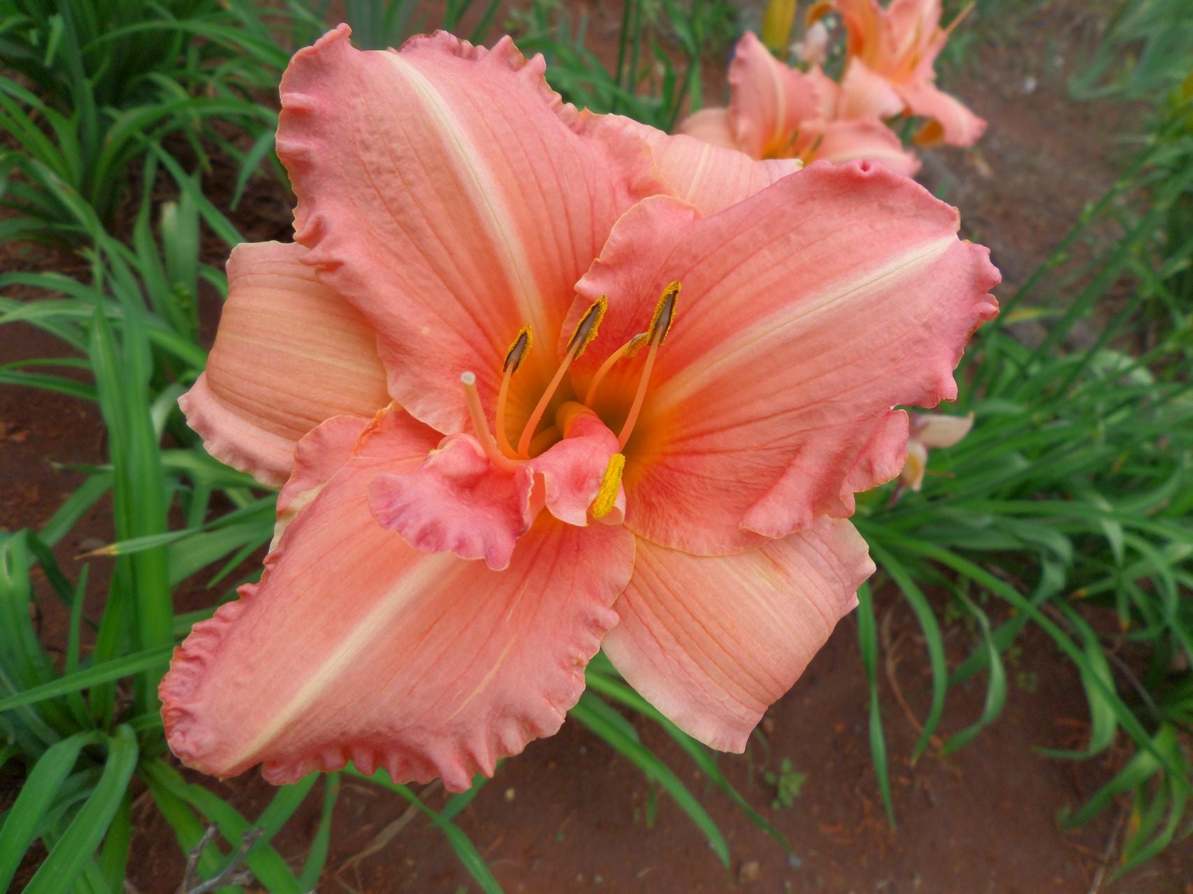 Whizzbang* Daylily