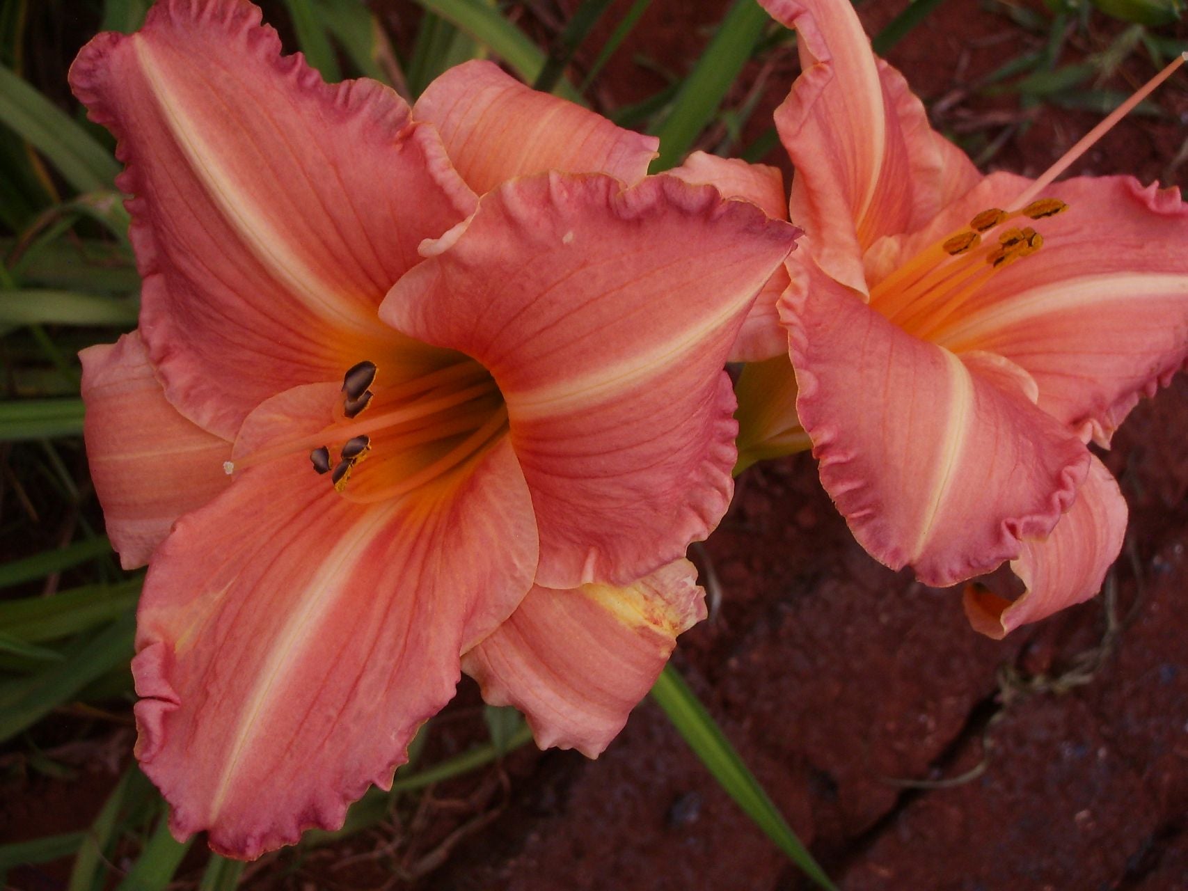 Whizzbang* Daylily