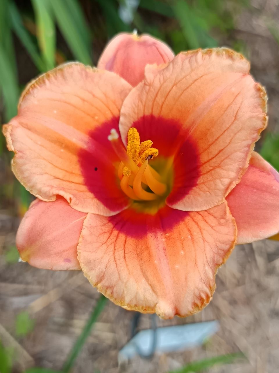 Dixie Ayers Daylily