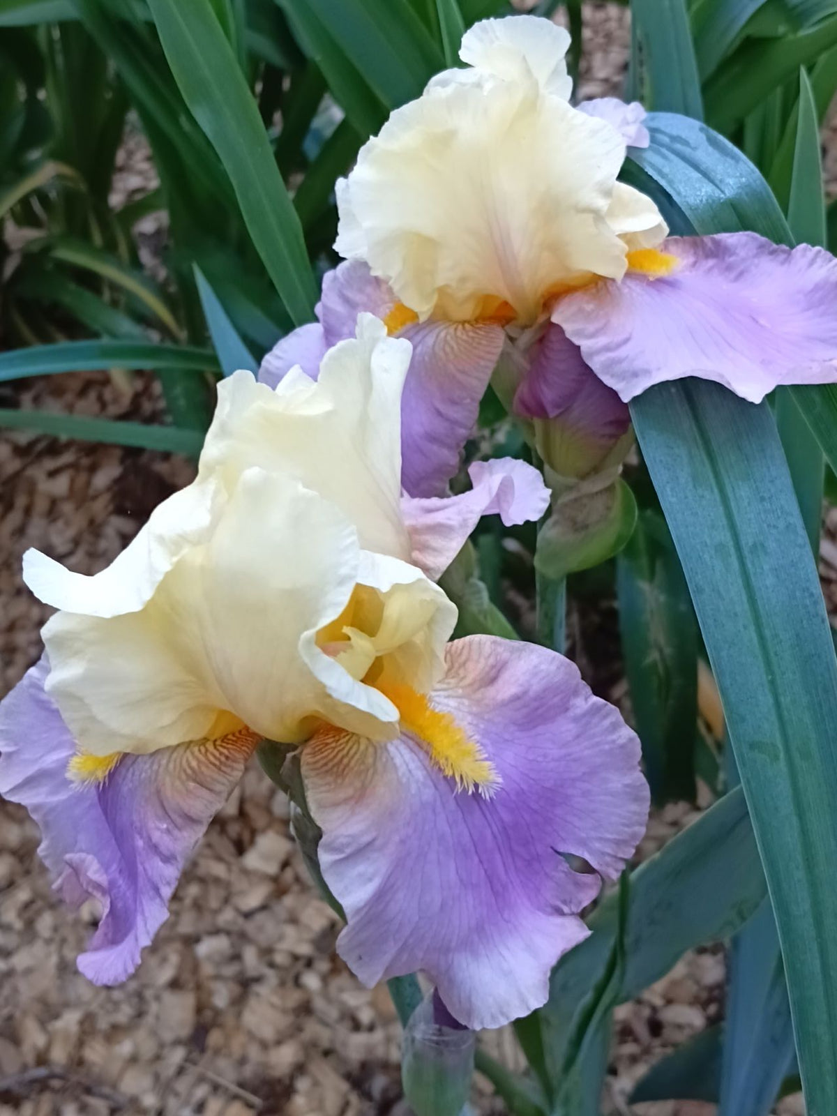 Dream A Dream* Bearded Iris