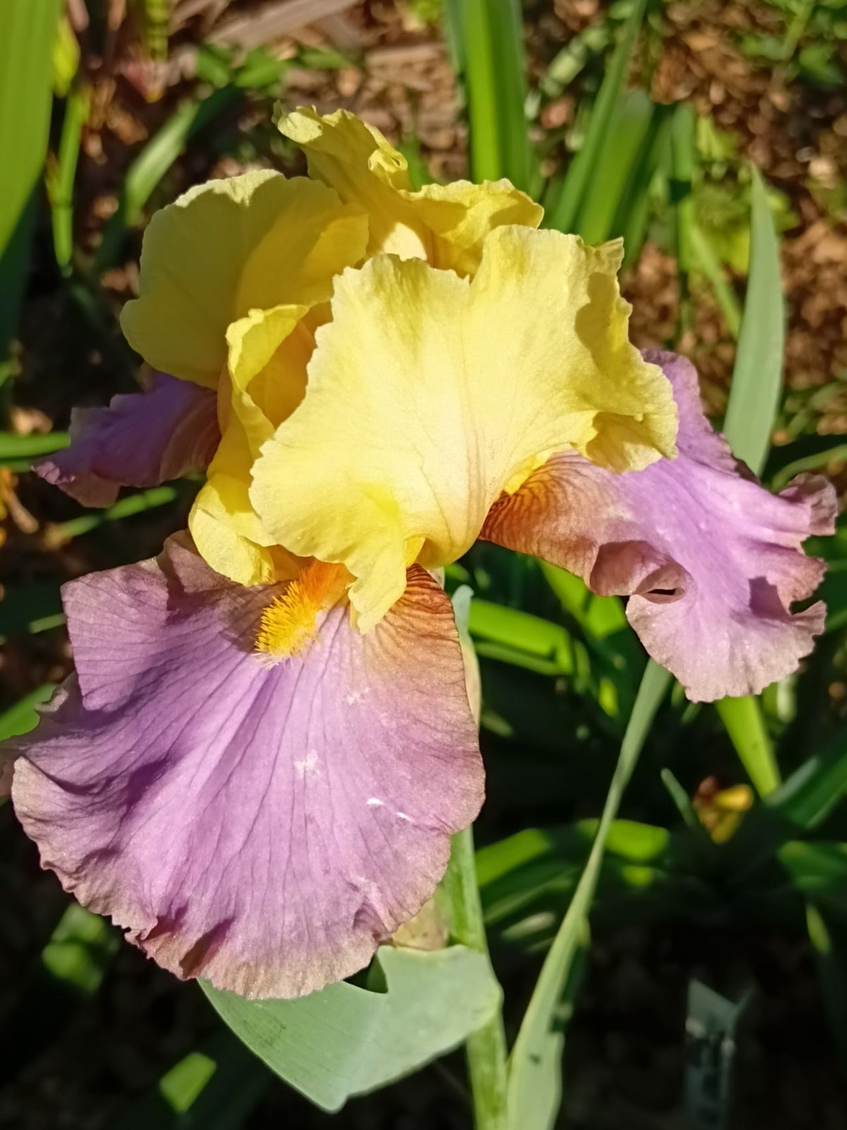 Dream A Dream* Bearded Iris