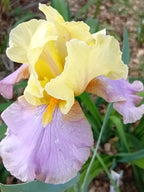 Dream A Dream* Bearded Iris