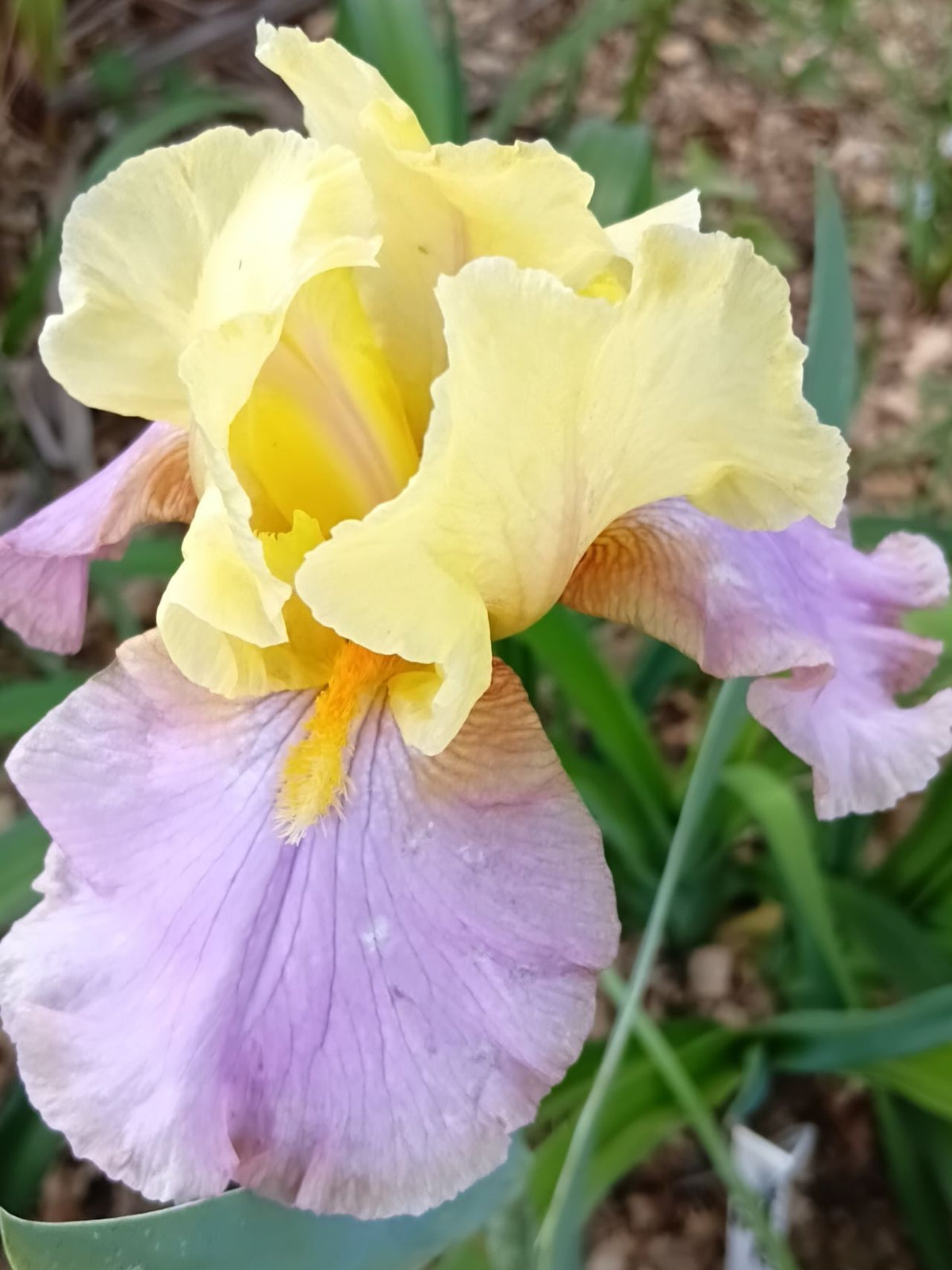 Dream A Dream* Bearded Iris