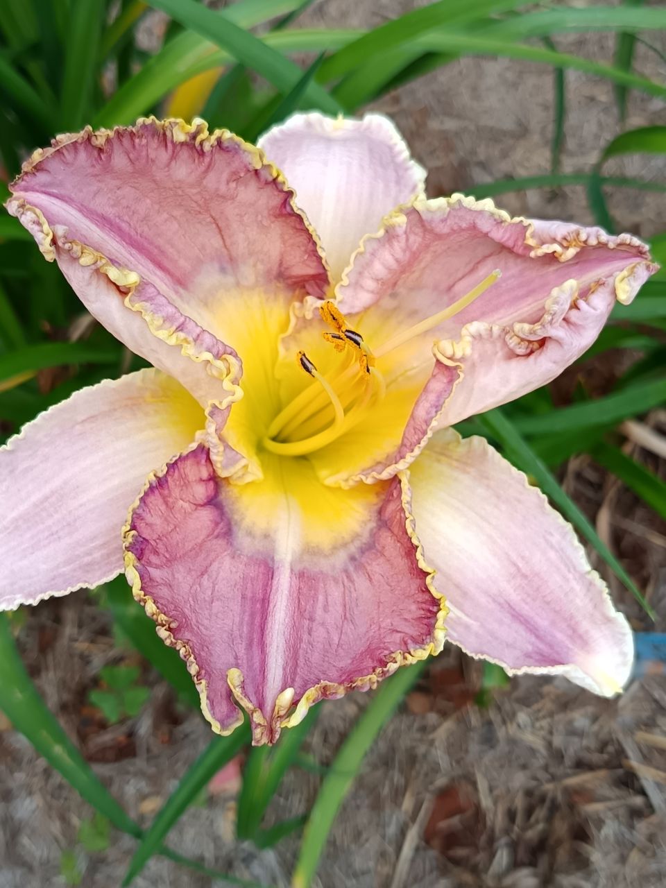 Ginny Mitchell Daylily