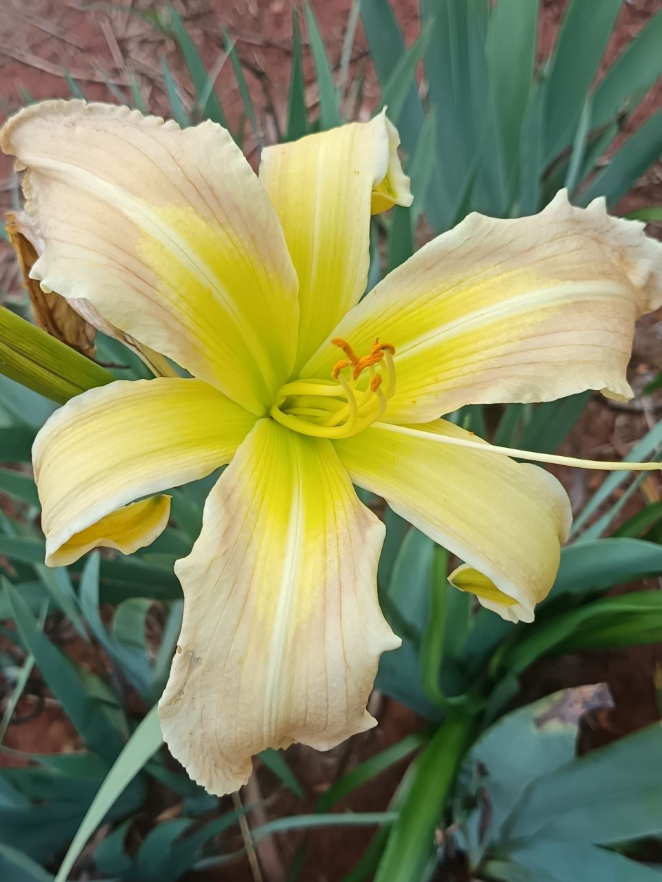 His Highness Daylily