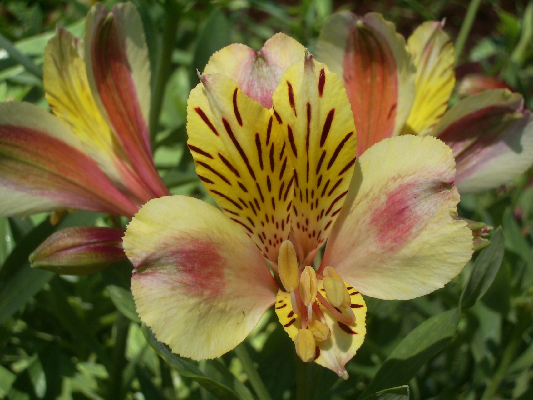 Natasha | Inca Lily