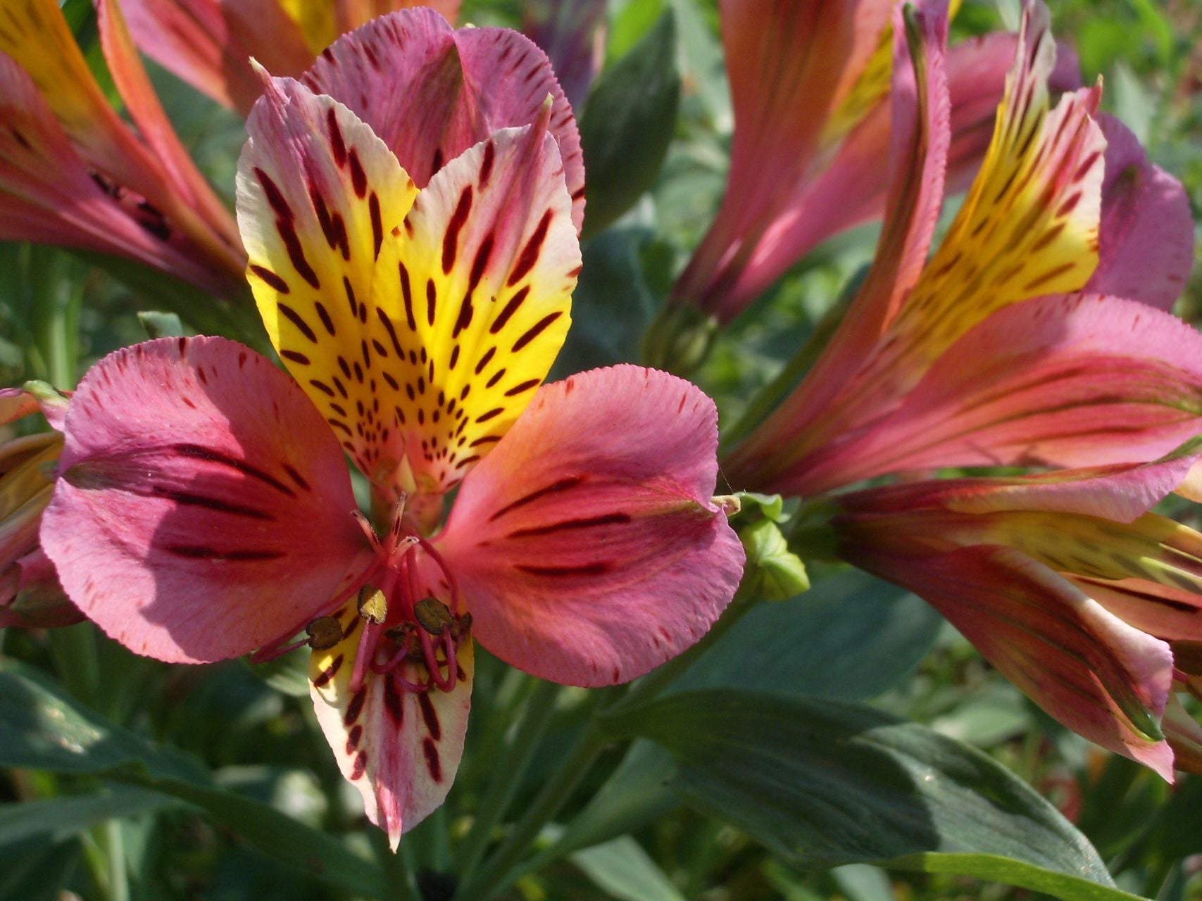 Coral Beauty | Inca Lily